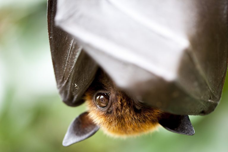 world Wildlife day: bats
