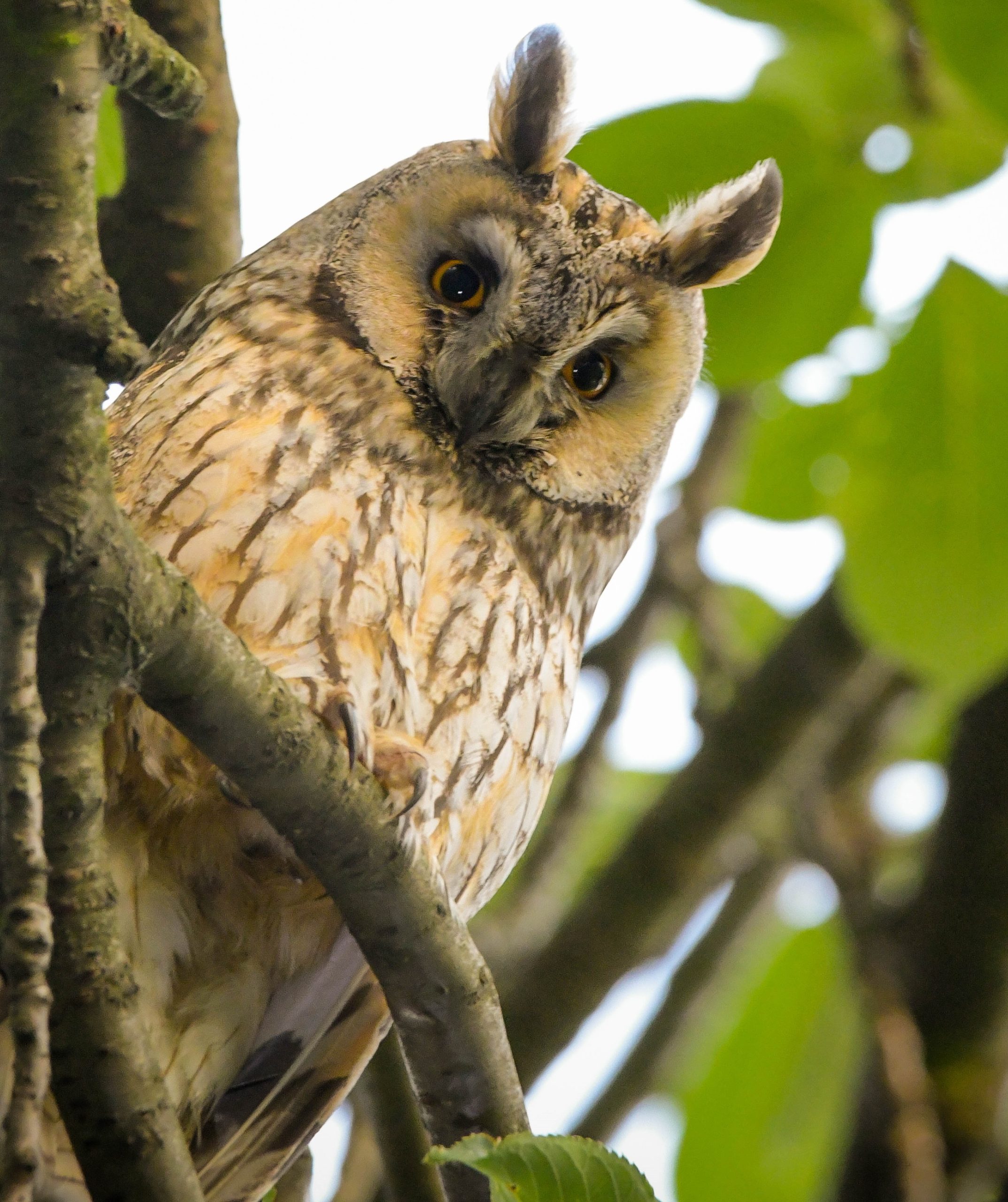 wildlife convention: Long-eared owl in tree