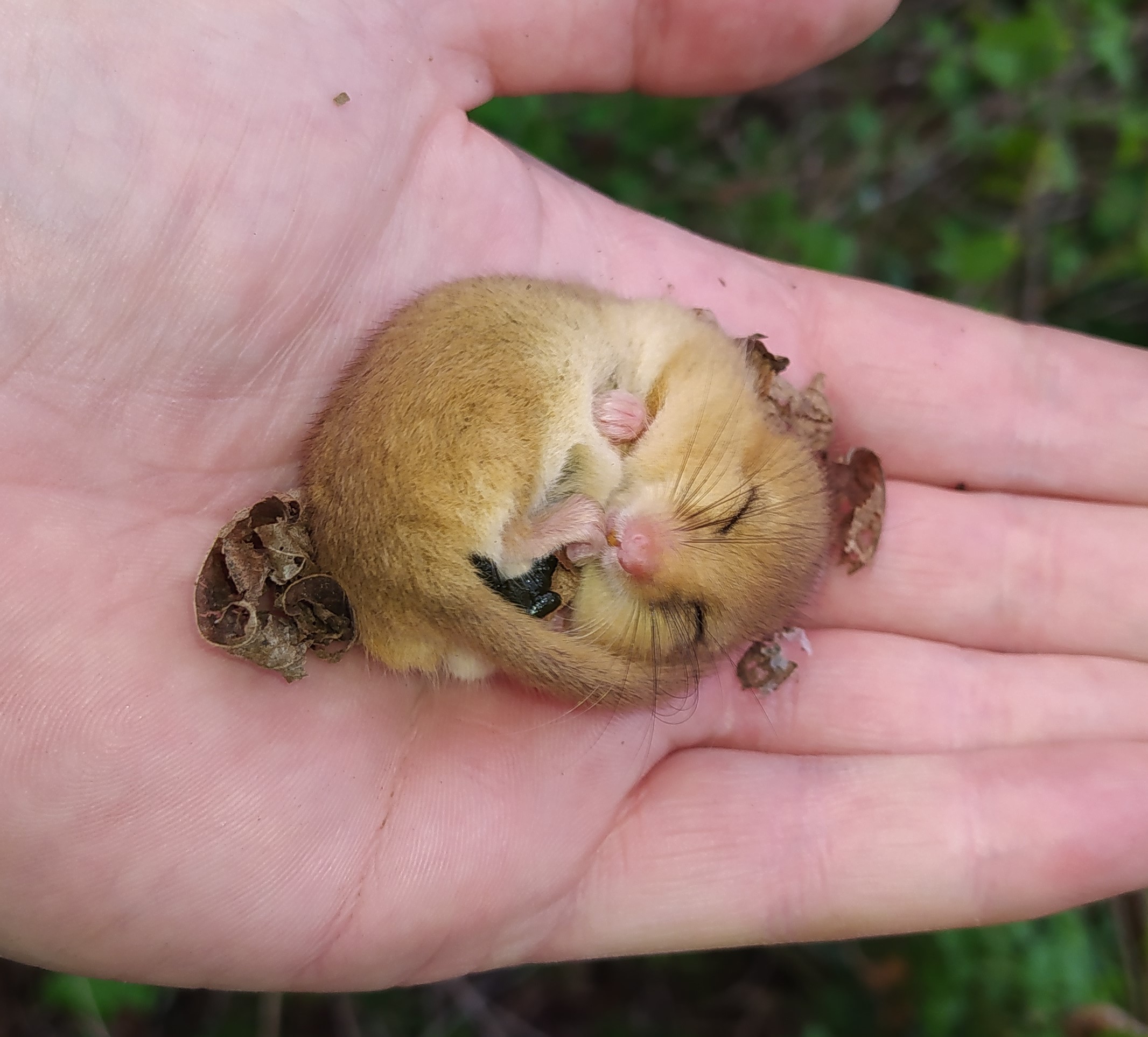 animal habitats_Dormouse lies rolled up on hand with green background