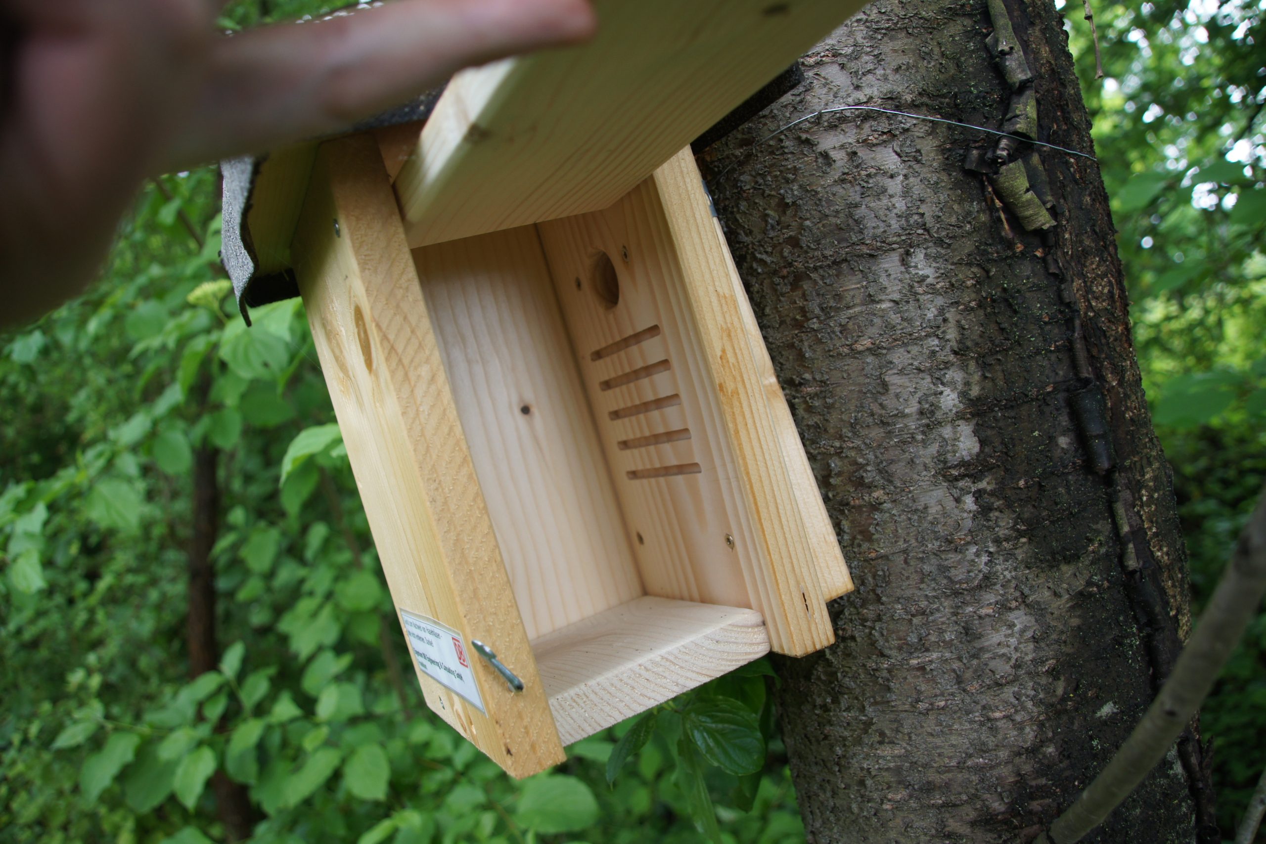 Animal Habitats_Dormouse box attached to tree with green background