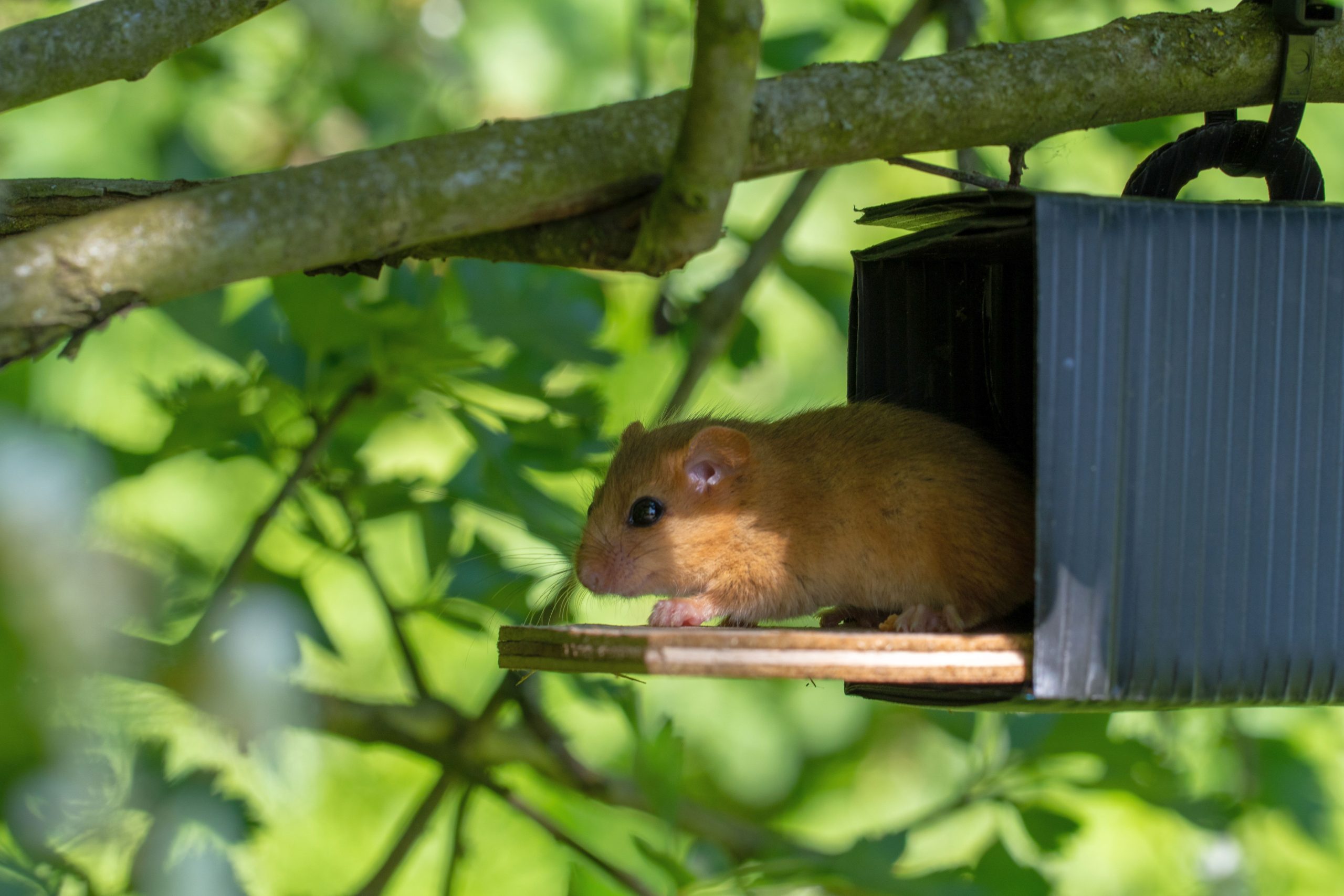animal_habitats_the dormouse looking out of a nesttube in green tree